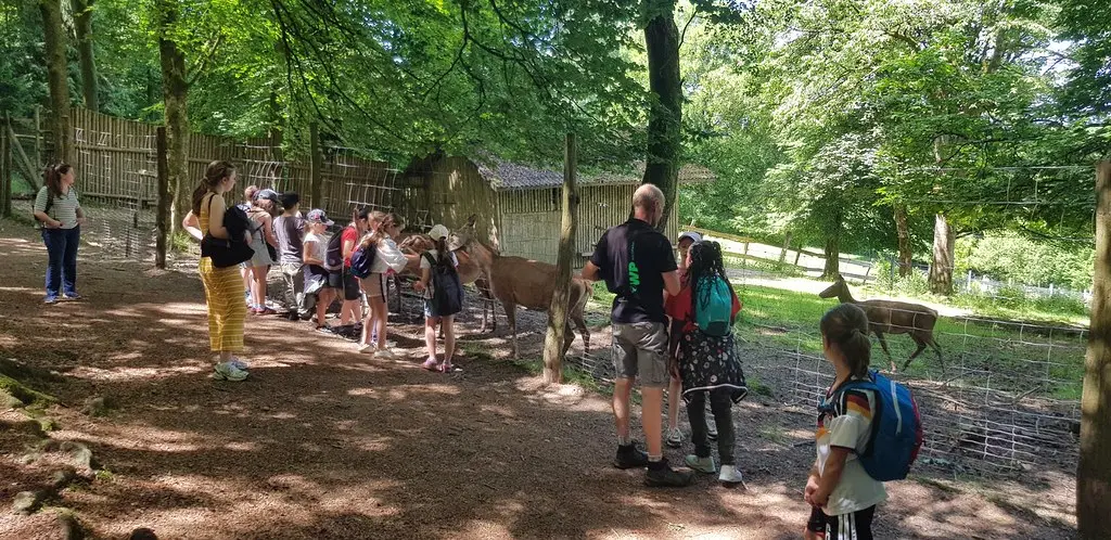 Eine Gruppe Kinder beobachtet Damwild am Gehegezaun im schattigen Wildpark