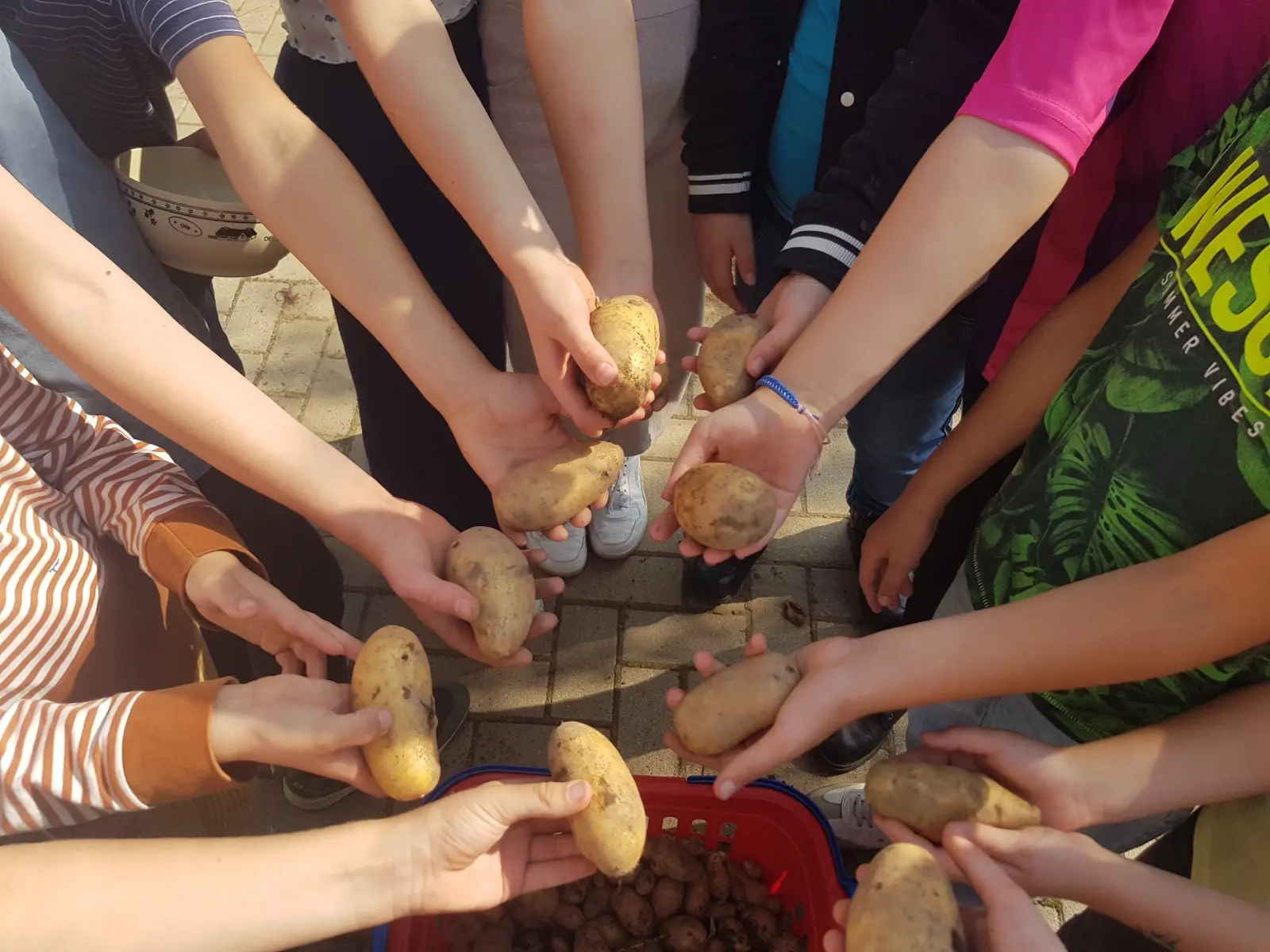 Viele Kinderhände halten im Kreis frisch geerntete Kartoffeln über einen Erntekorb