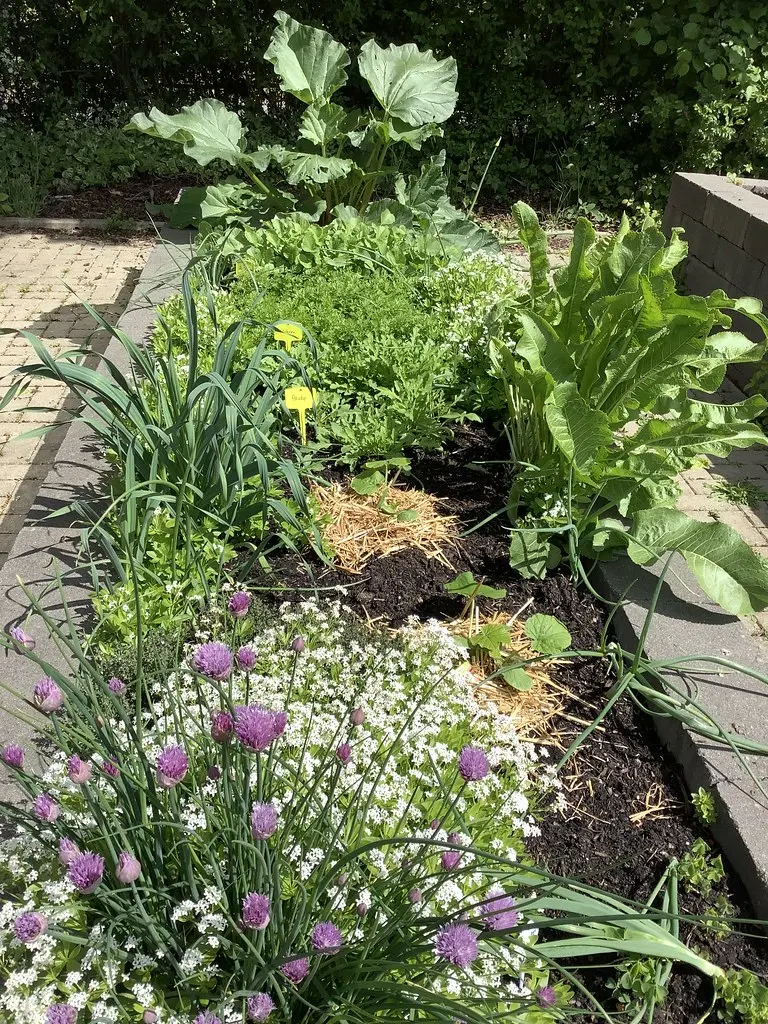 Bepflanztes Hochbeet mit blühendem Schnittlauch, Kräutern und Rhabarber