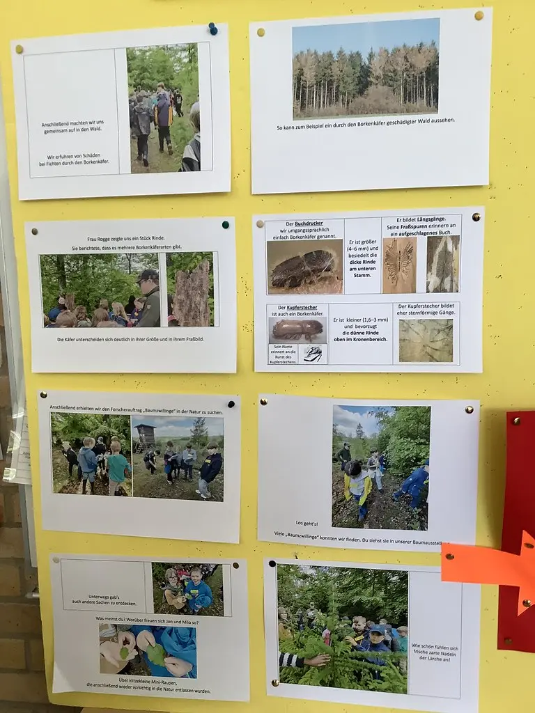 Pinnwand mit Fotos und Texten zum Borkenkäfer und einem Waldausflug