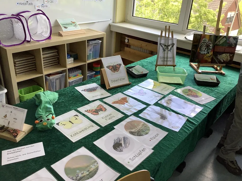 Tisch mit Schmetterlingskarten, Zuchtnetzen und einer Raupen-Handpuppe im Klassenraum