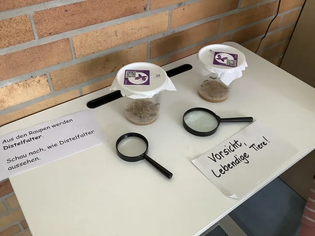 Zwei Becher mit Raupen und Lupen, daneben ein Schild „Vorsicht, lebendige Tiere“