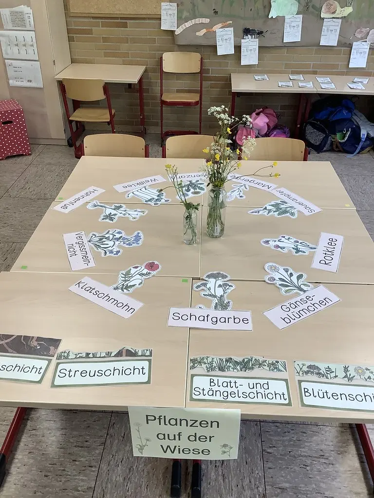 Tische mit Pflanzenkarten „Pflanzen auf der Wiese“ und Wiesenblumen in Vasen