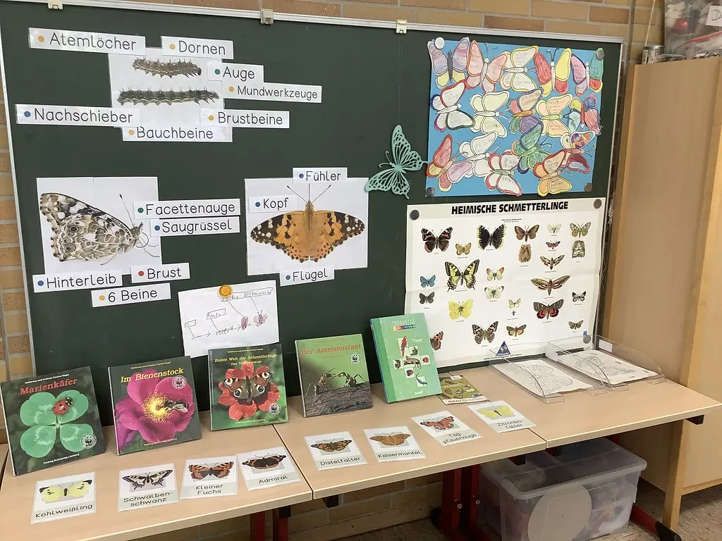 Tafel mit beschrifteten Schmetterlingsbildern, Poster heimischer Schmetterlinge und Büchern