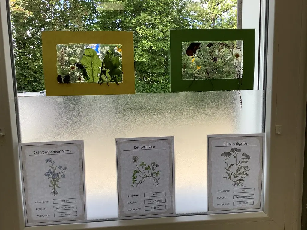 Gepresste Pflanzen und Pflanzensteckbriefe kleben an einer Fensterscheibe