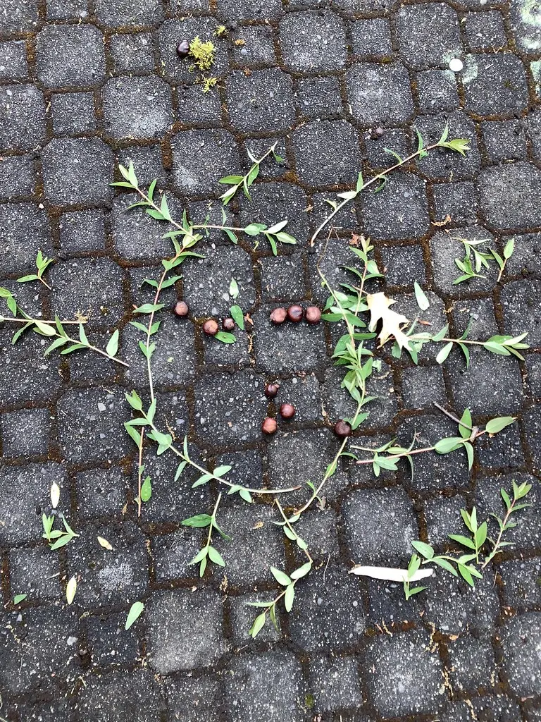 Aus Zweigen, Blättern und Beeren gelegtes Herz auf Pflastersteinen
