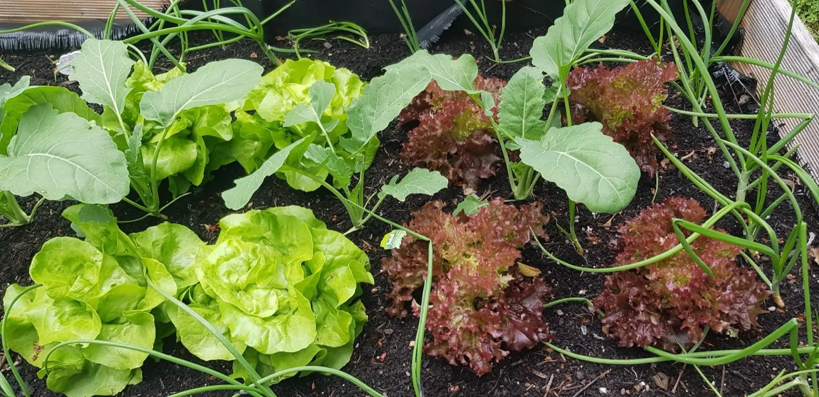 Salatköpfe und Zwiebeln wachsen dicht nebeneinander in einem Hochbeet