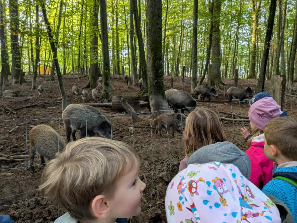 bei den Wildschweinen