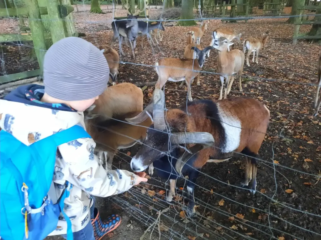 Ziegen und Muffelwild füttern