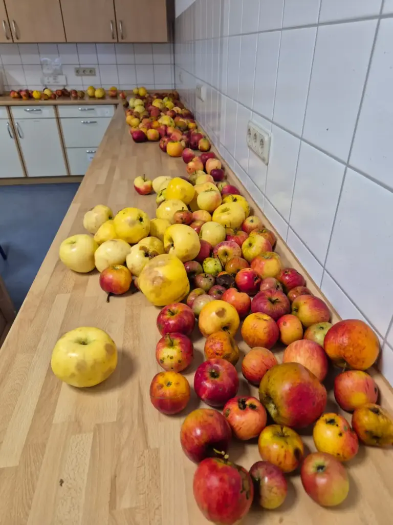 gesammelte Äpfel