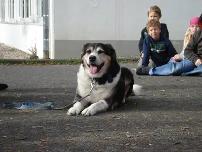 Foto 8 aus der Archivgalerie Hundeschule zu Besuch (2010)
