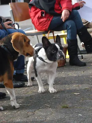 Foto 9 aus der Archivgalerie Hundeschule zu Besuch (2010)