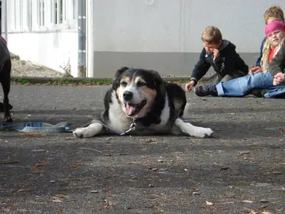 Foto 10 aus der Archivgalerie Hundeschule zu Besuch (2010)