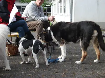 Foto 11 aus der Archivgalerie Hundeschule zu Besuch (2010)