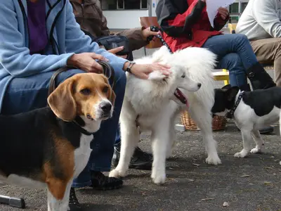 Foto 12 aus der Archivgalerie Hundeschule zu Besuch (2010)