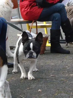 Foto 13 aus der Archivgalerie Hundeschule zu Besuch (2010)