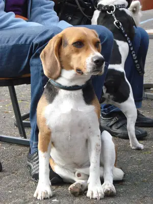 Foto 14 aus der Archivgalerie Hundeschule zu Besuch (2010)