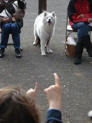 Foto 16 aus der Archivgalerie Hundeschule zu Besuch (2010)