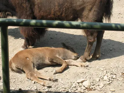 Foto 9 aus der Archivgalerie Zoobesuch der 2. Klassen (2010)