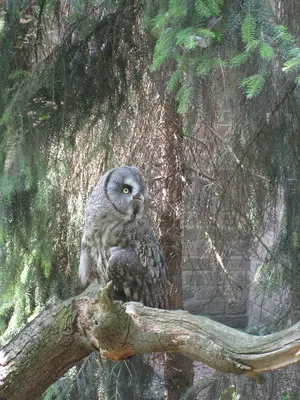 Foto 11 aus der Archivgalerie Zoobesuch der 2. Klassen (2010)