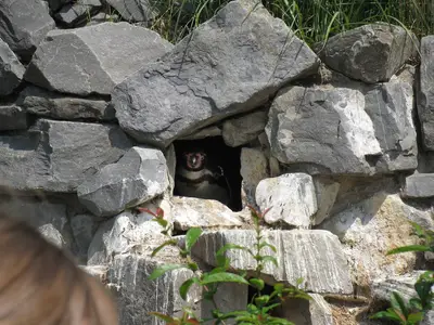 Foto 12 aus der Archivgalerie Zoobesuch der 2. Klassen (2010)
