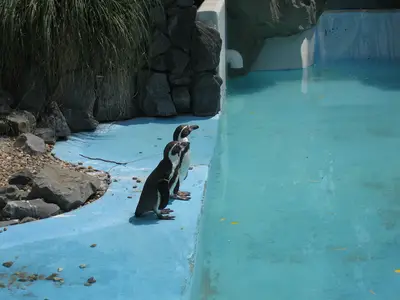 Foto 13 aus der Archivgalerie Zoobesuch der 2. Klassen (2010)