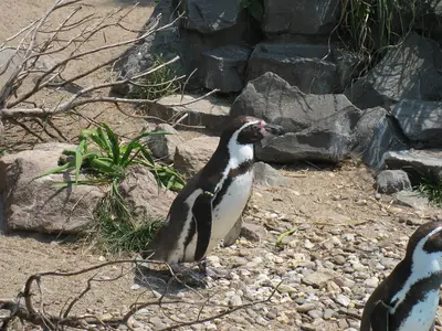 Foto 14 aus der Archivgalerie Zoobesuch der 2. Klassen (2010)