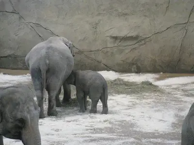 Foto 22 aus der Archivgalerie Zoobesuch der 2. Klassen (2010)