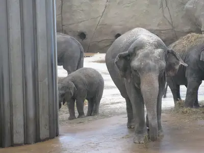 Foto 24 aus der Archivgalerie Zoobesuch der 2. Klassen (2010)