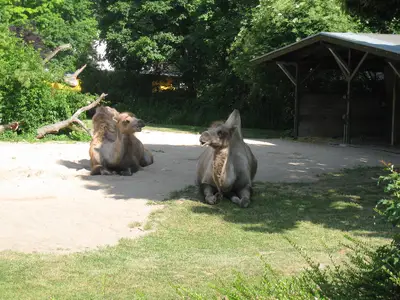 Foto 33 aus der Archivgalerie Zoobesuch der 2. Klassen (2010)