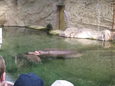 Foto 40 aus der Archivgalerie Zoobesuch der 2. Klassen (2010)
