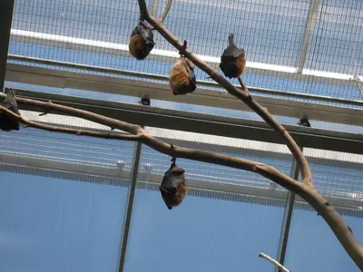 Foto 42 aus der Archivgalerie Zoobesuch der 2. Klassen (2010)