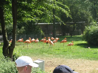 Foto 45 aus der Archivgalerie Zoobesuch der 2. Klassen (2010)