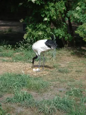 Foto 4 aus der Archivgalerie Zoobesuch (2011)