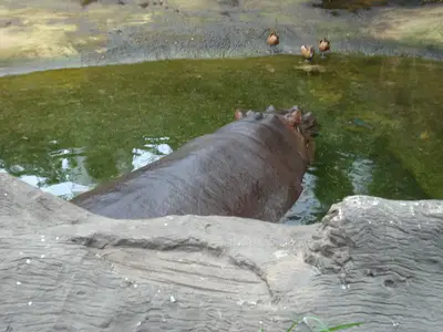 Foto 7 aus der Archivgalerie Zoobesuch (2011)