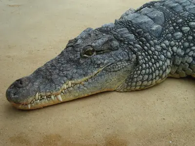 Foto 9 aus der Archivgalerie Zoobesuch (2011)