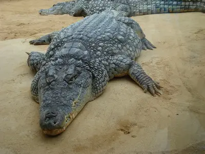Foto 10 aus der Archivgalerie Zoobesuch (2011)