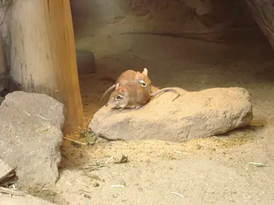 Foto 11 aus der Archivgalerie Zoobesuch (2011)