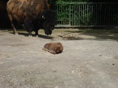 Foto 14 aus der Archivgalerie Zoobesuch (2011)