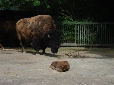 Foto 15 aus der Archivgalerie Zoobesuch (2011)