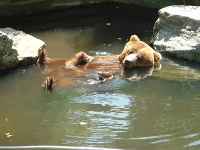 Foto 29 aus der Archivgalerie Zoobesuch (2011)