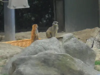 Foto 44 aus der Archivgalerie Zoobesuch (2011)