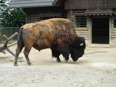 Foto 49 aus der Archivgalerie Zoobesuch (2011)