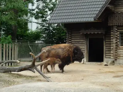 Foto 50 aus der Archivgalerie Zoobesuch (2011)