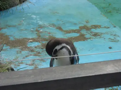 Foto 51 aus der Archivgalerie Zoobesuch (2011)