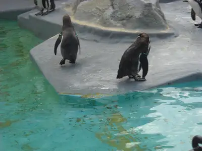 Foto 52 aus der Archivgalerie Zoobesuch (2011)