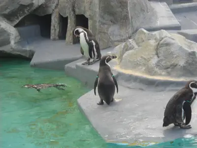 Foto 53 aus der Archivgalerie Zoobesuch (2011)