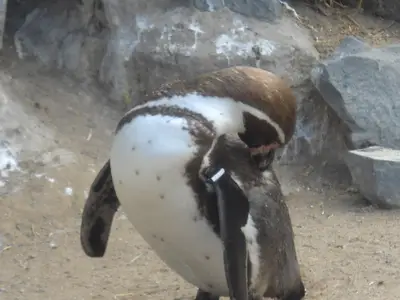 Foto 54 aus der Archivgalerie Zoobesuch (2011)