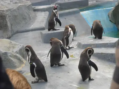Foto 55 aus der Archivgalerie Zoobesuch (2011)