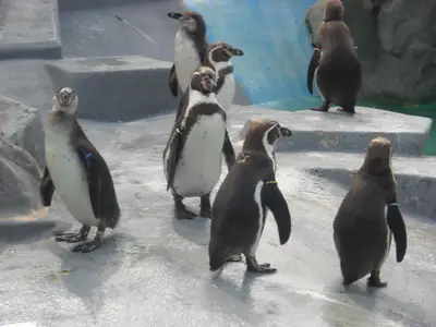 Foto 57 aus der Archivgalerie Zoobesuch (2011)